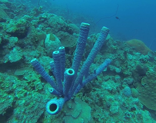 Purple Pipe Coral